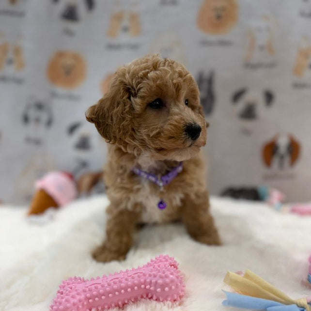 MILLY (Bichon-Poodle)