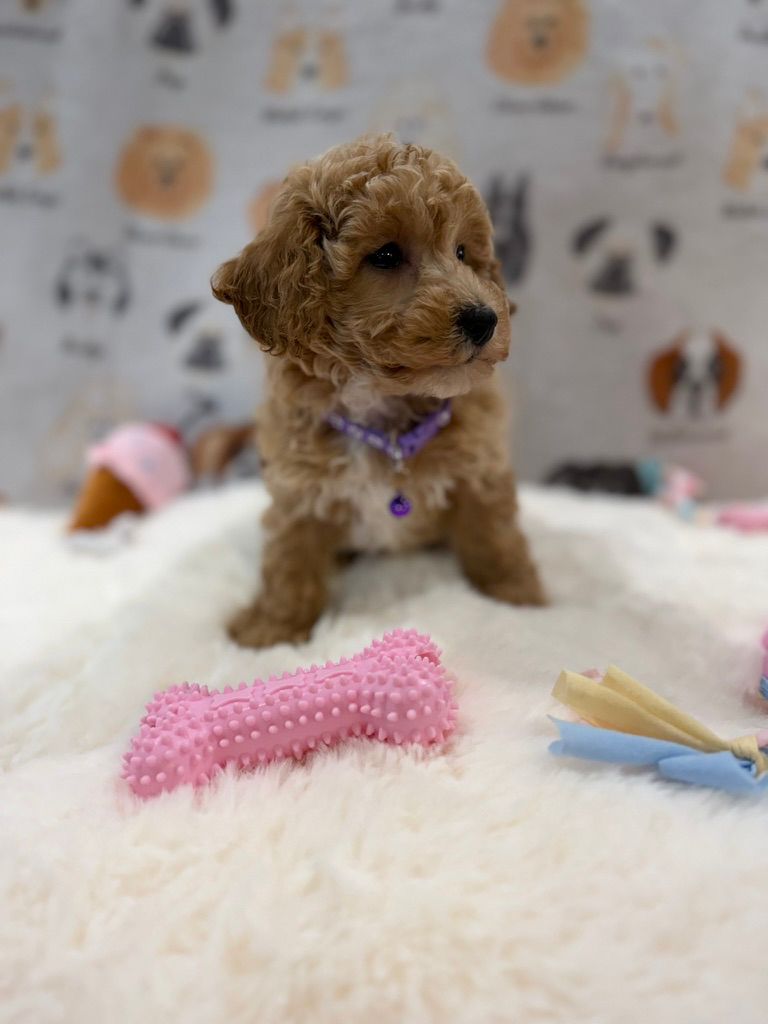 MILLY (Bichon-Poodle)