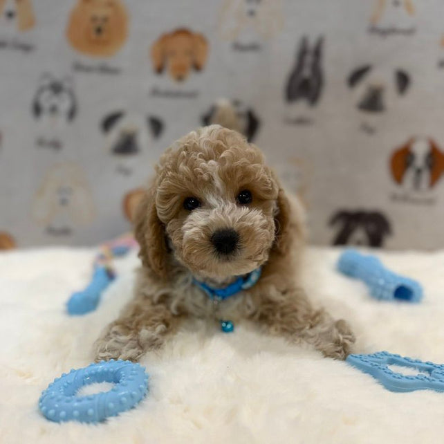 KENNY (Bichon-Poodle)