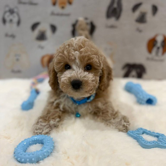 KENNY (Bichon-Poodle)