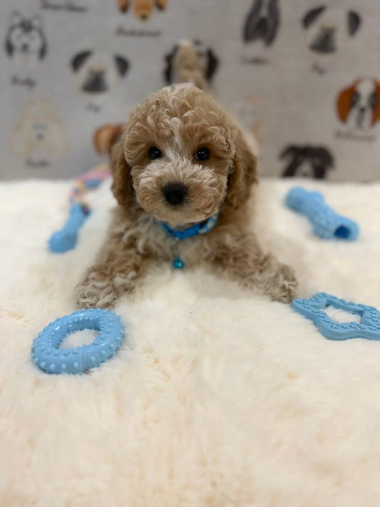 KENNY (Bichon-Poodle)