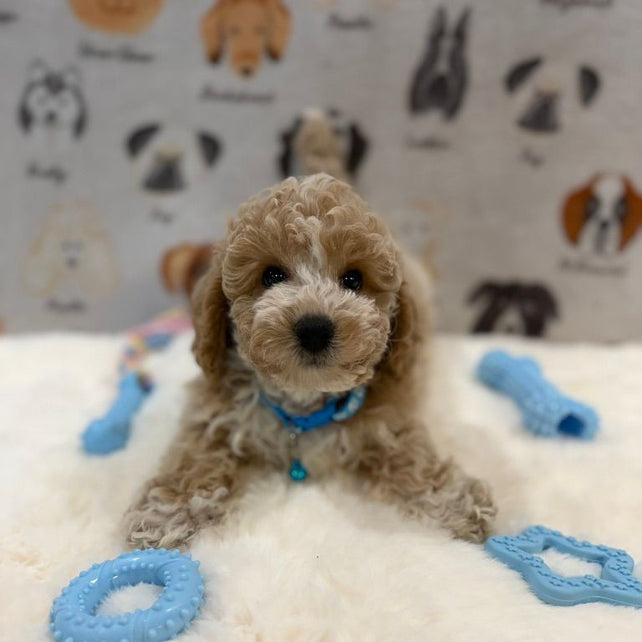 KENNY (Bichon-Poodle)