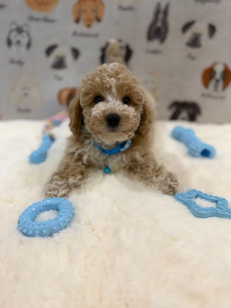 KENNY (Bichon-Poodle)