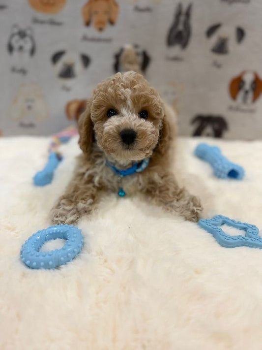 KENNY (Bichon-Poodle)