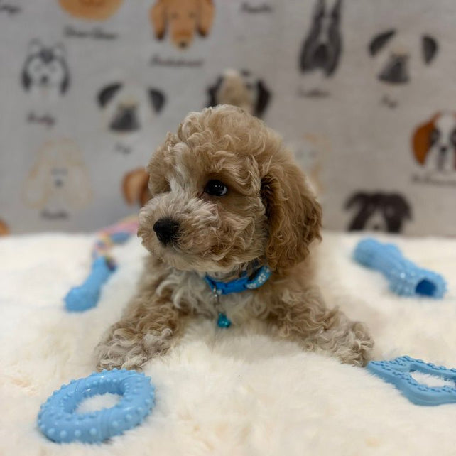 KENNY (Bichon-Poodle)