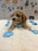 KENNY (Bichon-Poodle)