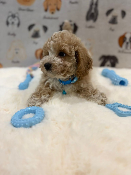 KENNY (Bichon-Poodle)