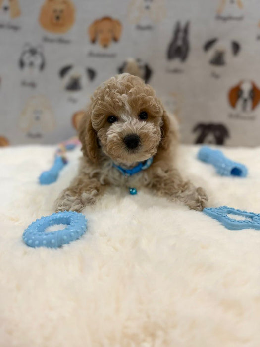 KENNY (Bichon-Poodle)