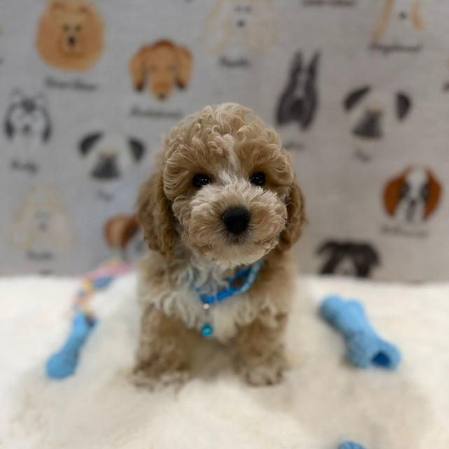 KENNY (Bichon-Poodle)
