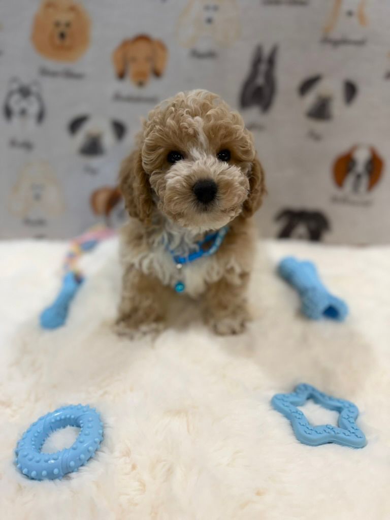 KENNY (Bichon-Poodle)