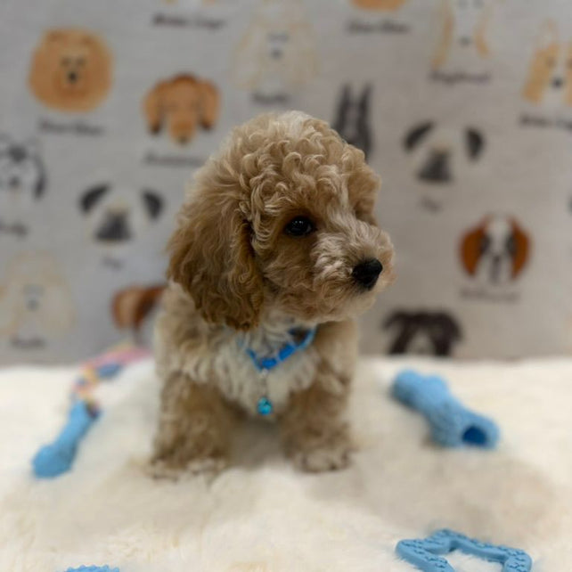 KENNY (Bichon-Poodle)