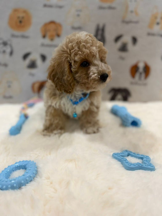 KENNY (Bichon-Poodle)