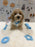 KENNY (Bichon-Poodle)