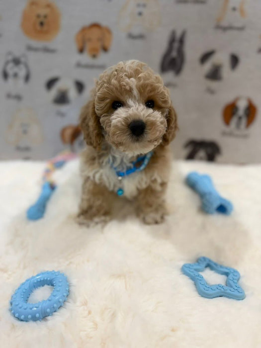 KENNY (Bichon-Poodle)