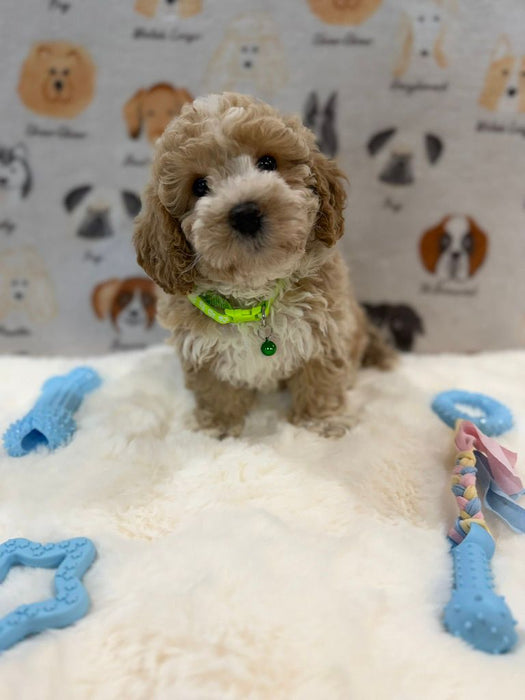 KYLE (Bichon-Poodle)