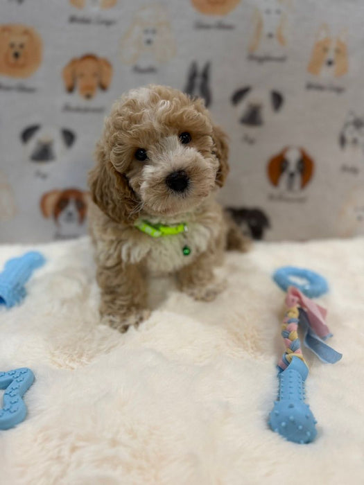KYLE (Bichon-Poodle)