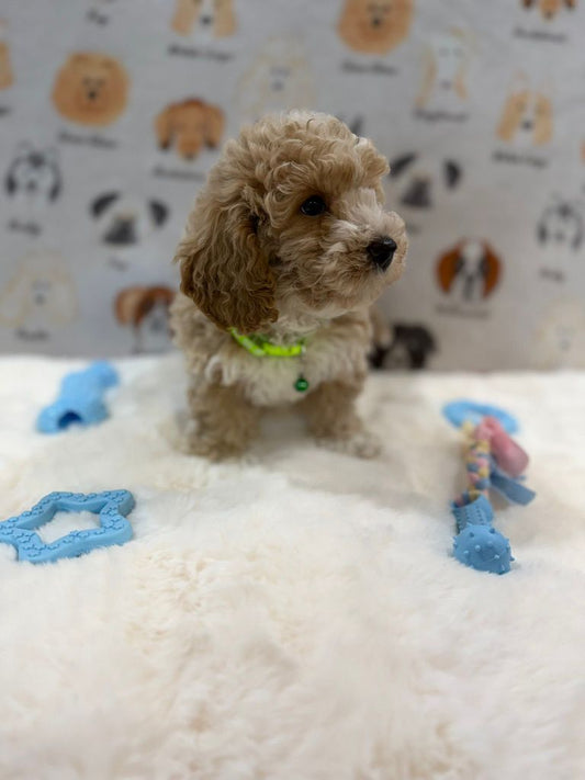 KYLE (Bichon-Poodle)