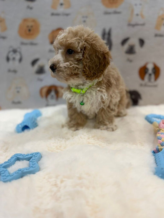 KYLE (Bichon-Poodle)