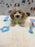 KYLE (Bichon-Poodle)