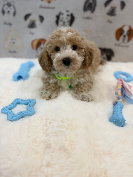 KYLE (Bichon-Poodle)