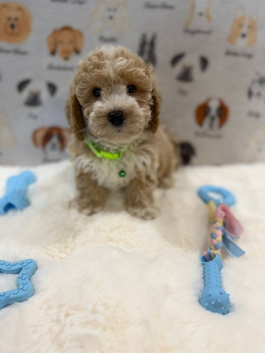 KYLE (Bichon-Poodle)