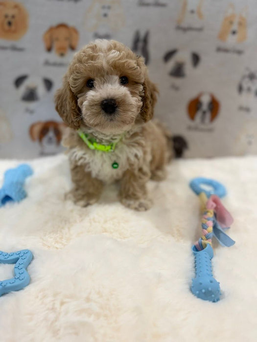 KYLE (Bichon-Poodle)