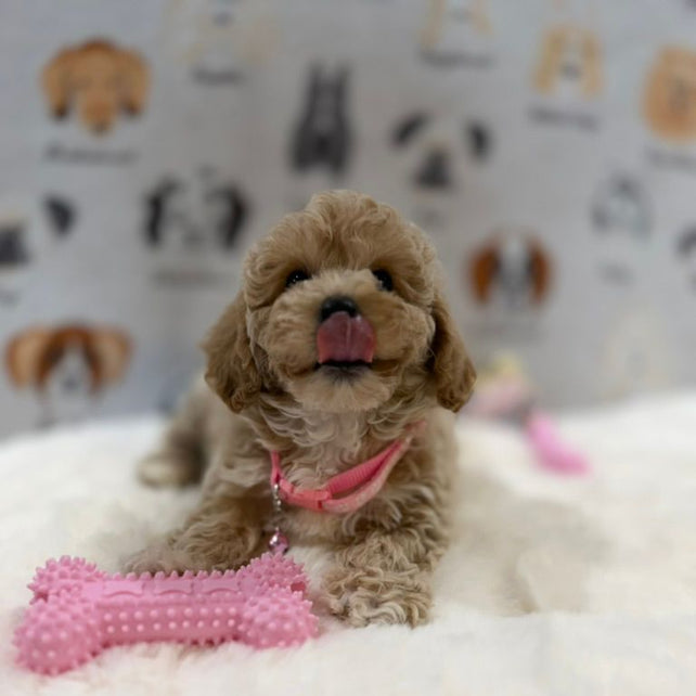 KELLY (Bichon-Poodle)
