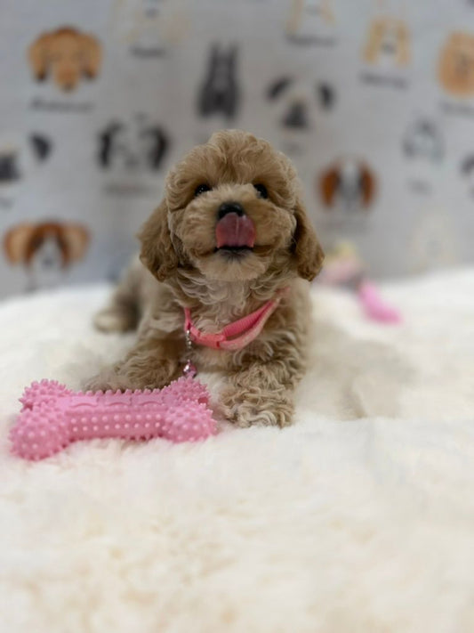 KELLY (Bichon-Poodle)