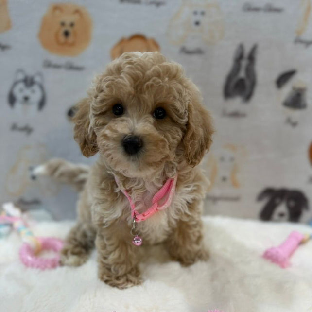 KELLY (Bichon-Poodle)