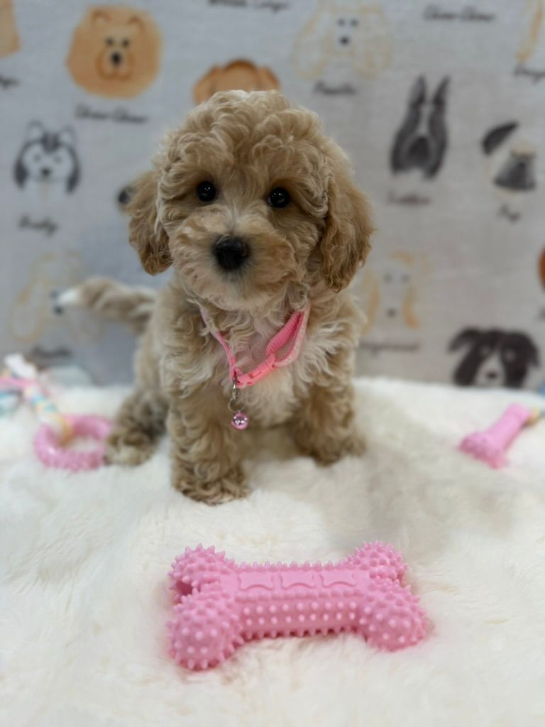 KELLY (Bichon-Poodle)