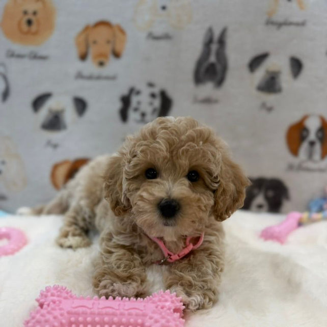 KELLY (Bichon-Poodle)