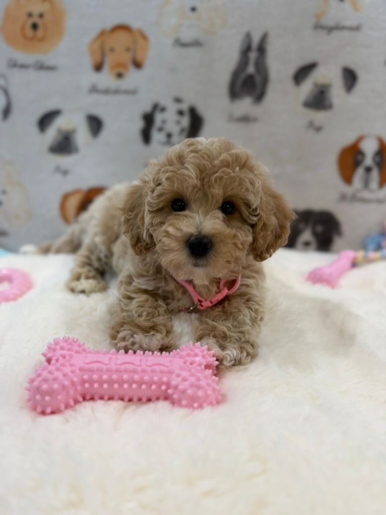 KELLY (Bichon-Poodle)