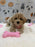 KELLY (Bichon-Poodle)
