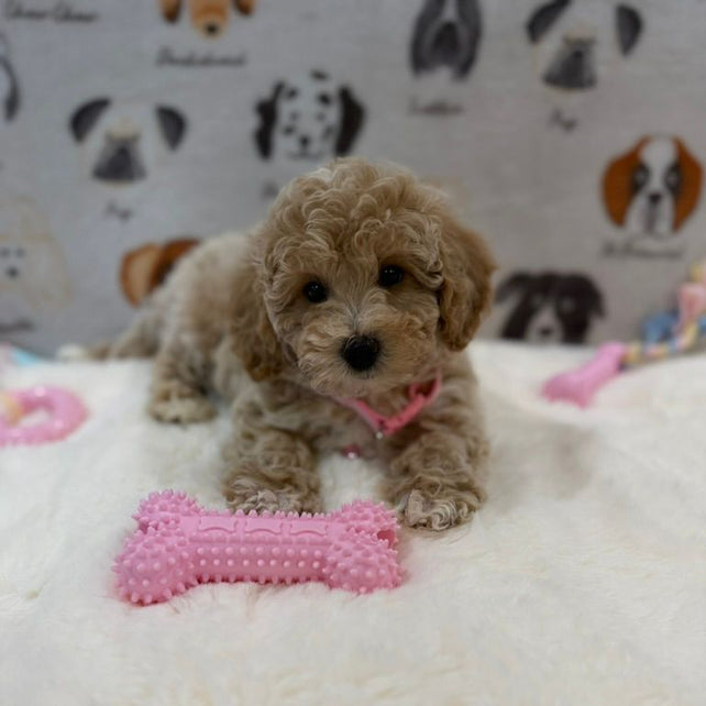 KELLY (Bichon-Poodle)