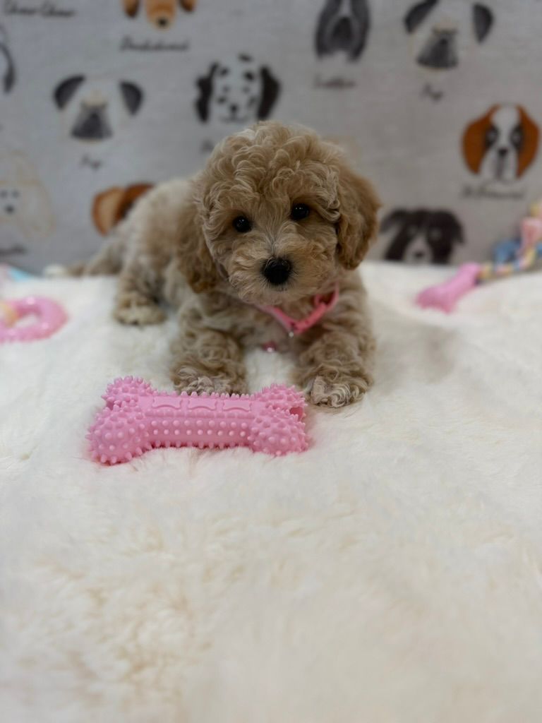KELLY (Bichon-Poodle)