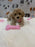 KELLY (Bichon-Poodle)