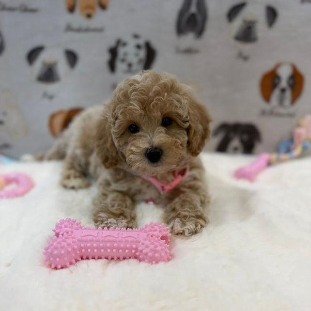 KELLY (Bichon-Poodle)