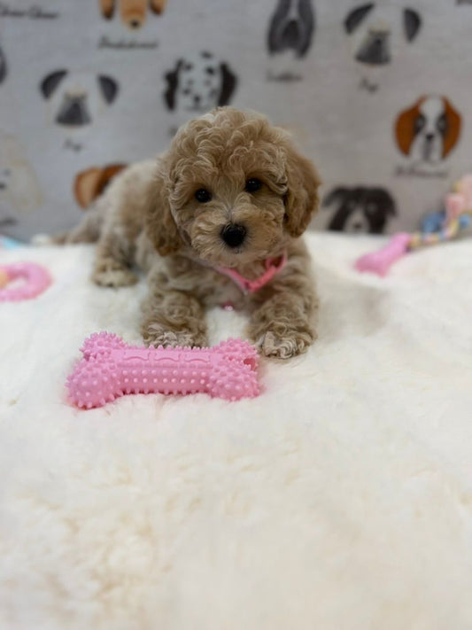 KELLY (Bichon-Poodle)