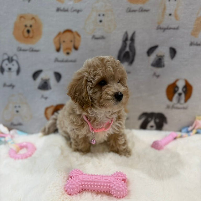 KELLY (Bichon-Poodle)