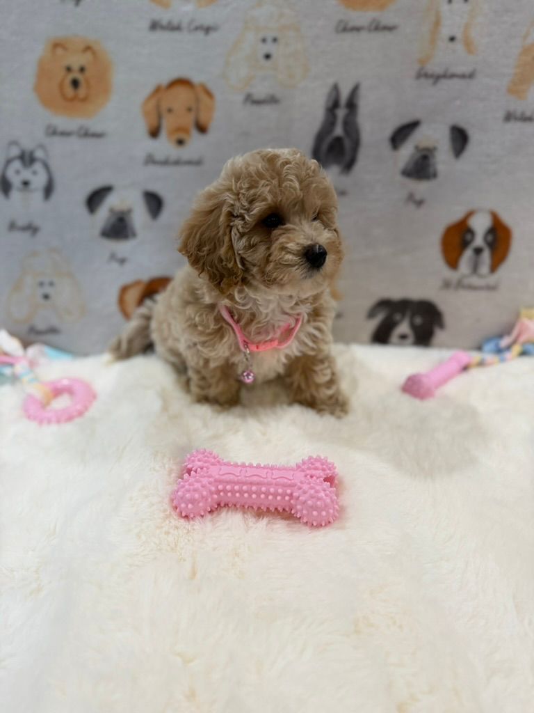 KELLY (Bichon-Poodle)