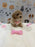KELLY (Bichon-Poodle)