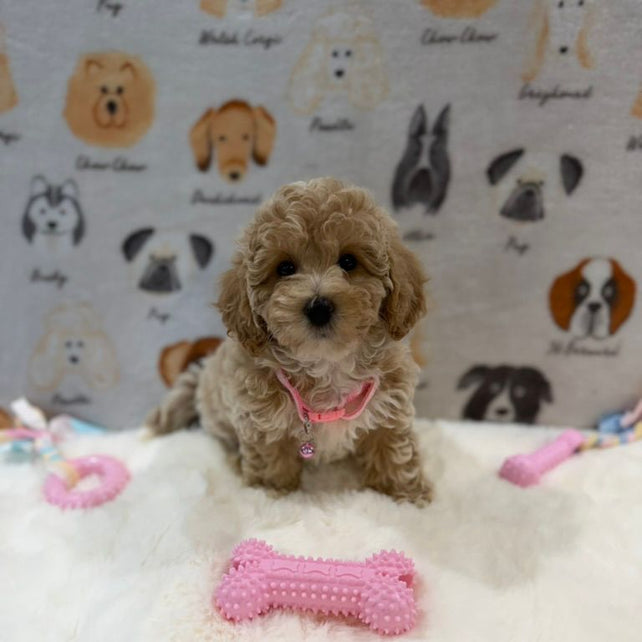 KELLY (Bichon-Poodle)