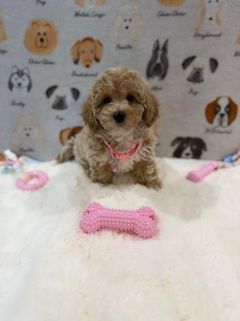 KELLY (Bichon-Poodle)