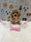 KELLY (Bichon-Poodle)