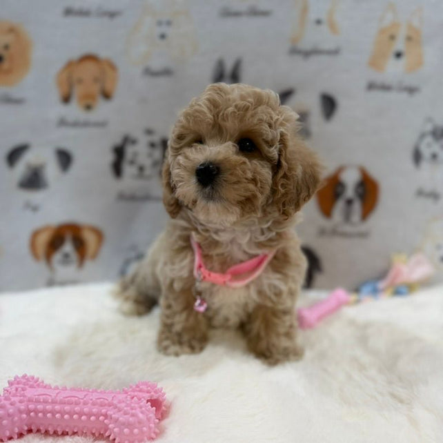 KELLY (Bichon-Poodle)