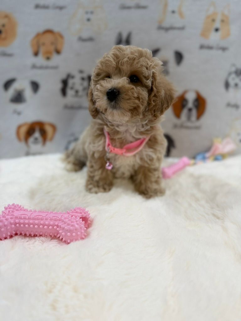 KELLY (Bichon-Poodle)