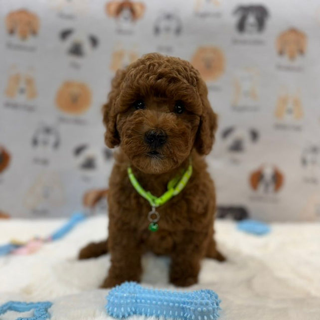 LINO (Mini Golden-Doodle)