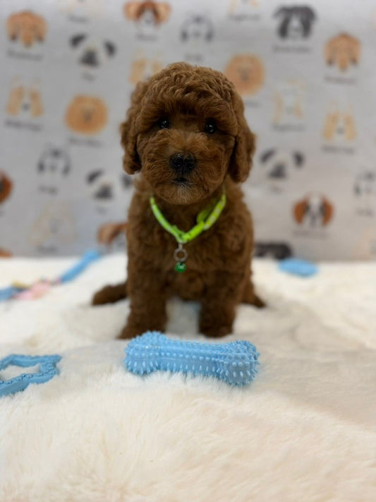 LINO (Mini Golden-Doodle)