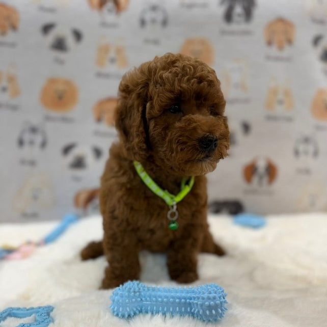 LINO (Mini Golden-Doodle)