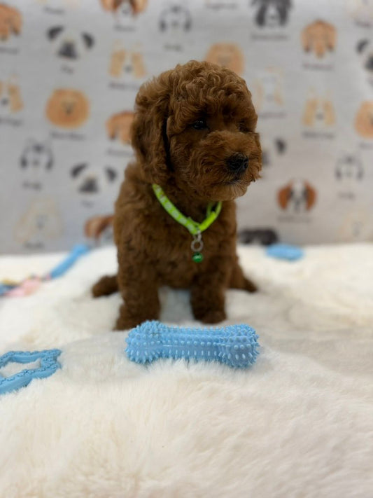 LINO (Mini Golden-Doodle)
